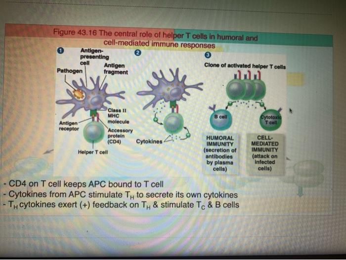 Solved 2) By using Figure 43.16, describe how helper T cells | Chegg.com