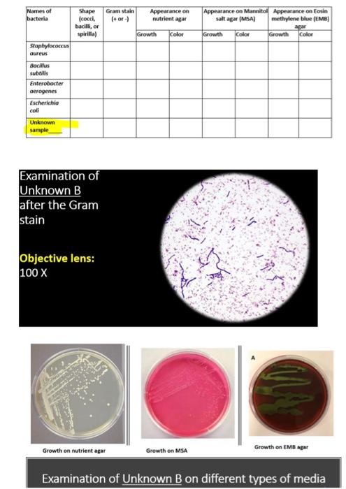 Solved Names of bacteria Gram stain (tor) Appearance on | Chegg.com