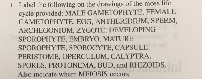 Solved Exercise 16 NAME LAB SECTION NO. DATE MOSS LIFE CYCLE | Chegg.com