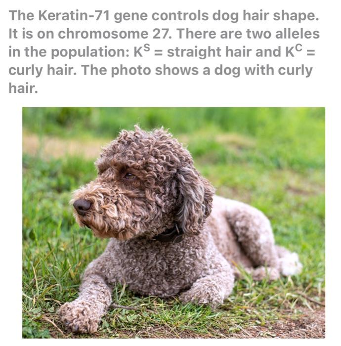 Solved The Keratin-71 gene controls dog hair shape. It is on 