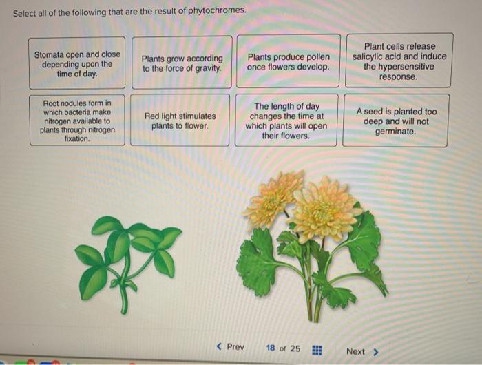 Select all of the following that are the result of phytochromes. Stomata open and close depending upon the time of day. Plant