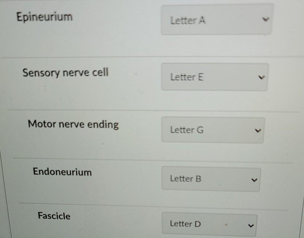 Epineurium Letter A Sensory nerve cell Letter E Motor nerve ending Letter G < Endoneurium Letter B Fascicle Letter D