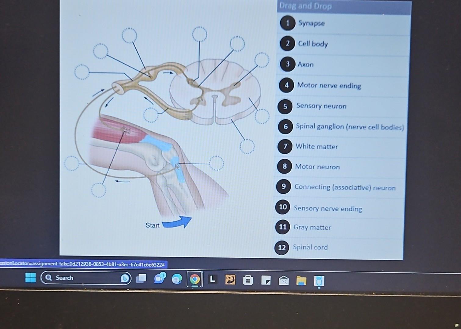 Solved 1) Synapse 2. Cell body 3 Axon 4. Motor nerve ending | Chegg.com