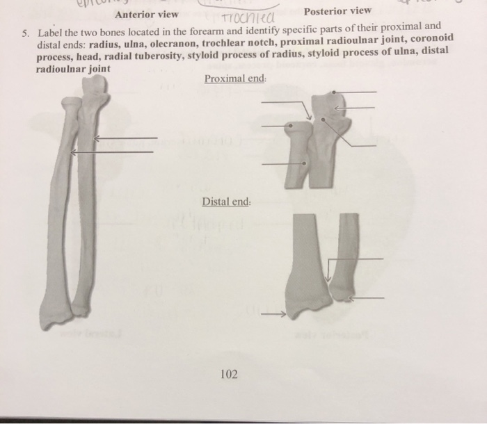 Solved label the two bones located in the forearm and | Chegg.com