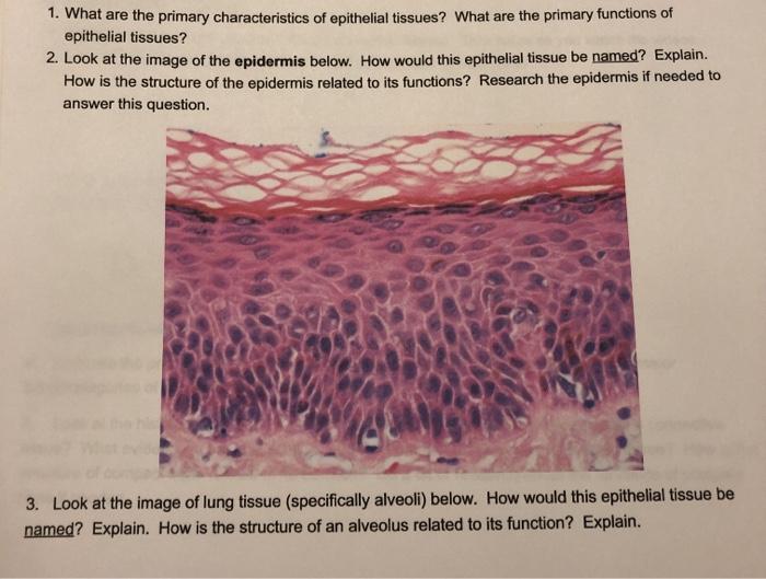 Solved 1. What are the primary characteristics of epithelial | Chegg.com