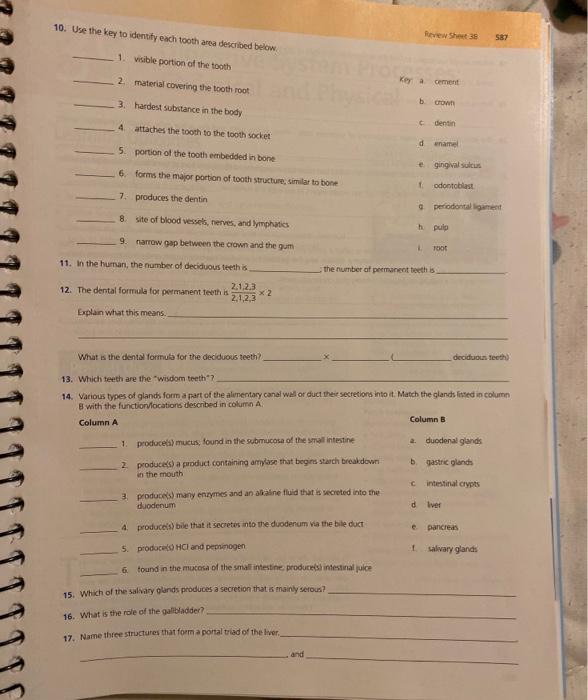 Solved 10. Use the key to identify each tooth area described | Chegg.com