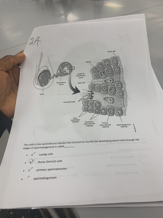 Solved 100 201 The cells in the seminiferous tubules that | Chegg.com