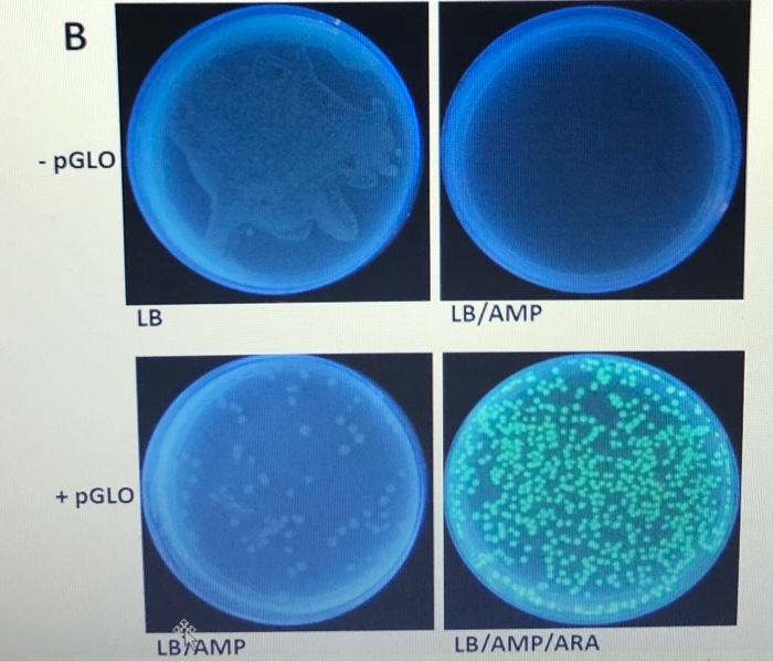 solved-to-transform-e-coli-bacteria-with-pglo-plasmid-lug-chegg