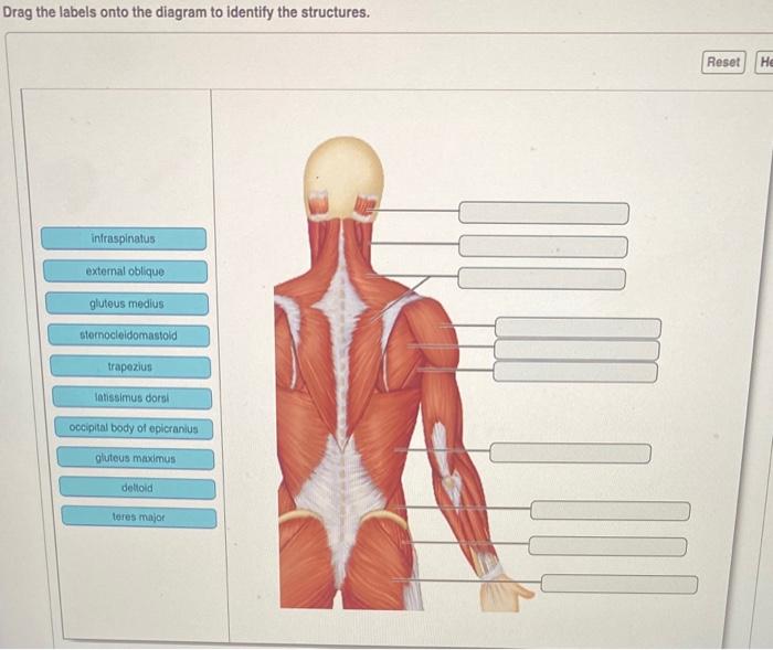 [solved] Drag The Labels Onto The Diagram To Identify The S