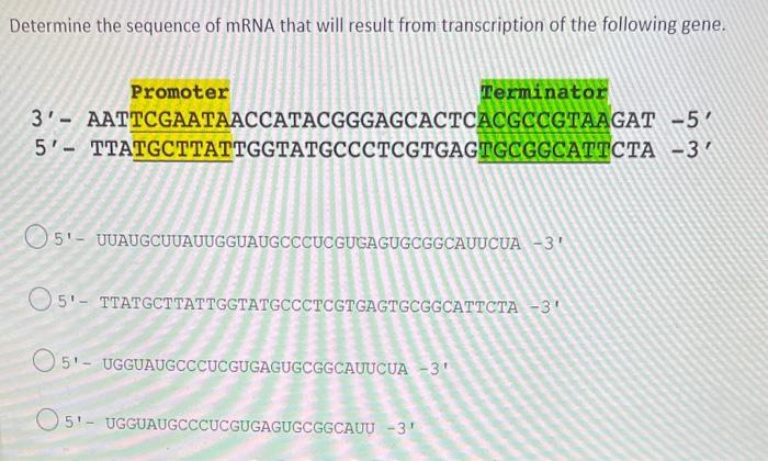 Solved Determine The Sequence Of MRNA That Will Result From | Chegg.com