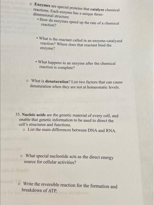 Solved Enzymes are special proteins that catalyze chemical