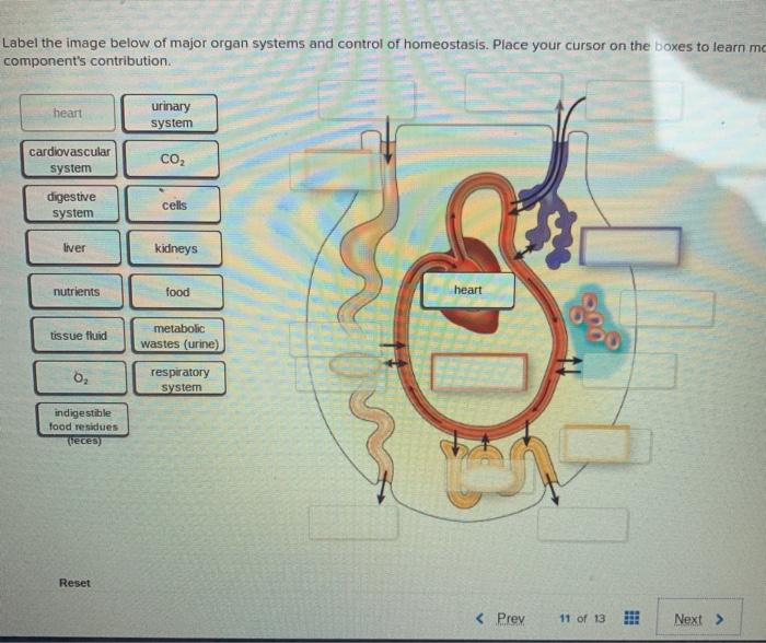 Solved Label the image below of major organ systems and