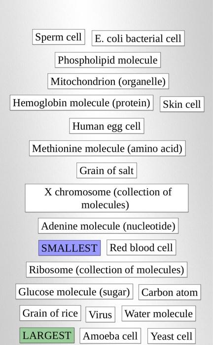 Solved Part I: Visit the Biology Size and Scale Flippity | Chegg.com