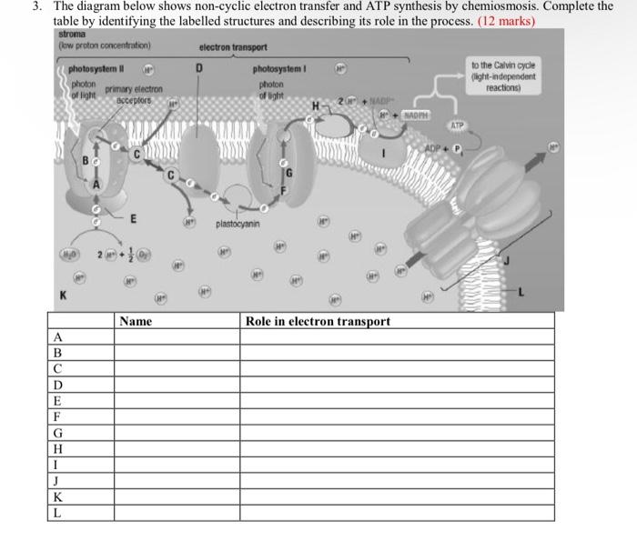 3. The diagram below shows non-cyclic electron transfer and ATP synthesis by chemiosmosis. Complete the
table by identifying 