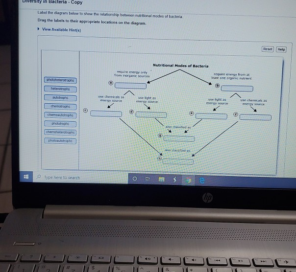 Solved Sity In Bacteria Copy Label The Diagram Below To Chegg