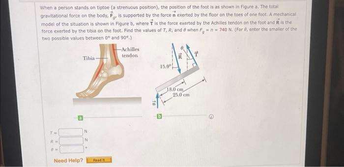 Solved When A Person Stands On Tiptoe (a Strenuous | Chegg.com