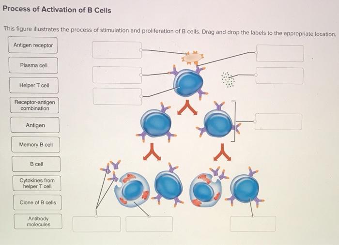 Solved Process Of Activation Of B Cells This Figure | Chegg.com