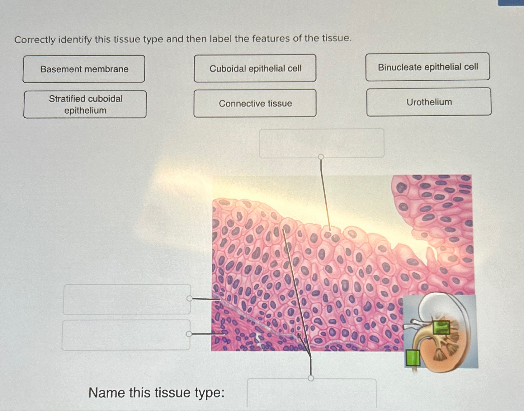 Solved Correctly identify this tissue type and then label | Chegg.com ...