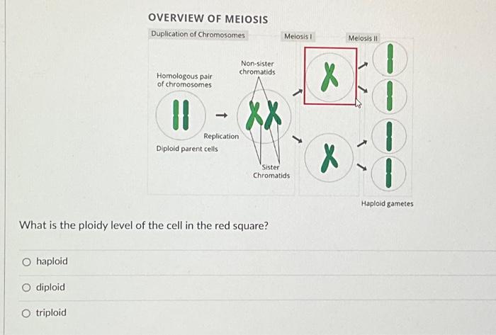 Solved What is the ploidy level of the cell in the red | Chegg.com