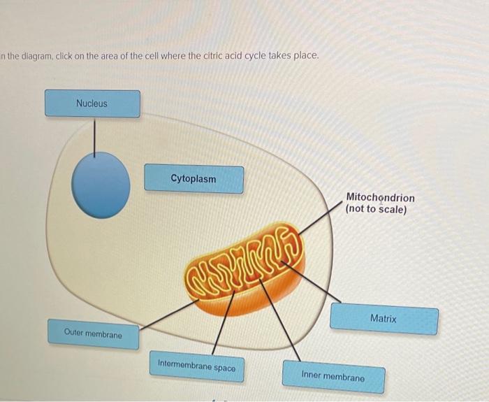 Solved in the diagram, click on the area of the cell where | Chegg.com