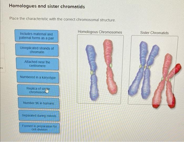 Solved Homologues and sister chromatids Place the | Chegg.com