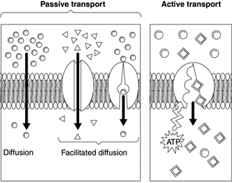 Definition Of Transport Through The Cell Membrane Chegg Com