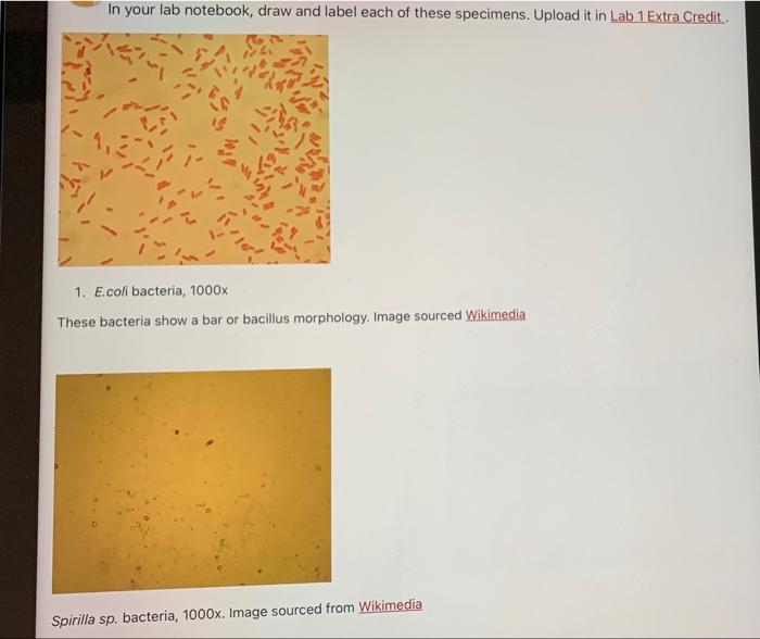 Solved In your lab notebook, draw and label each of these | Chegg.com