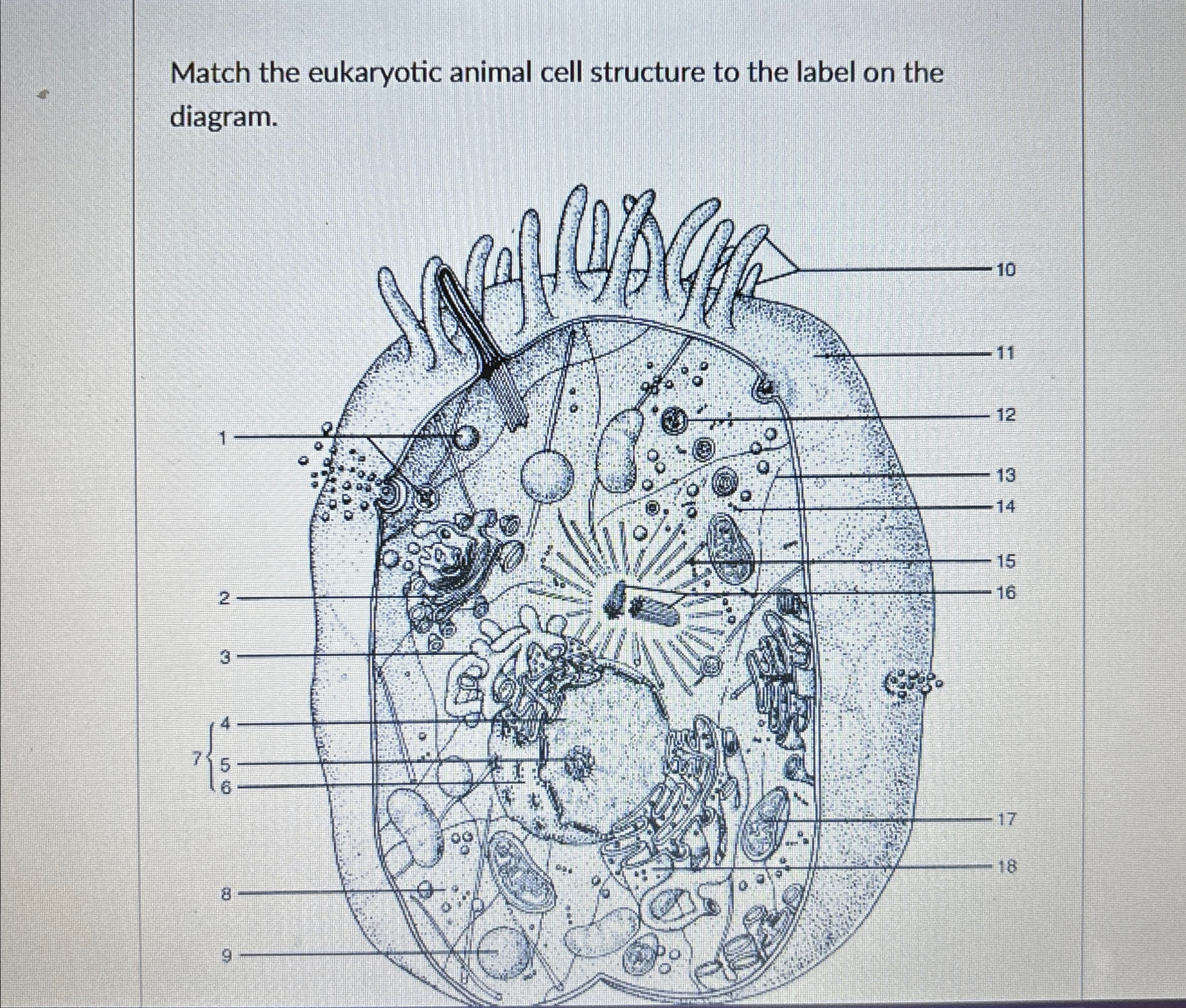 Solved Match the eukaryotic animal cell structure to the | Chegg.com