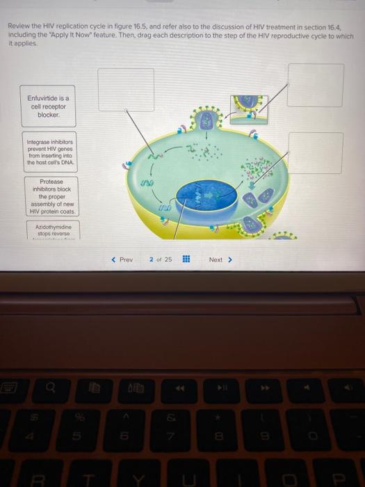 Solved Review the HIV replication cycle in figure 16,5, and | Chegg.com