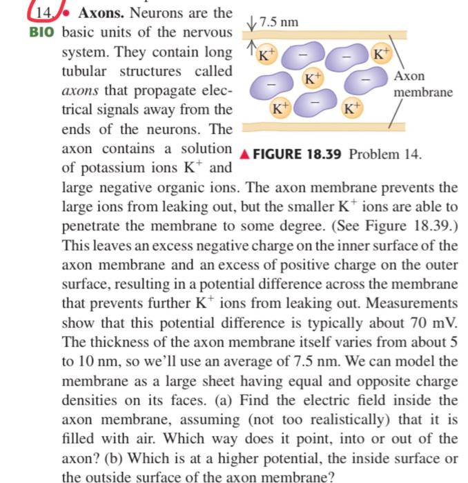 Solved 14. Axons. Neurons are the 310 basic units of the | Chegg.com