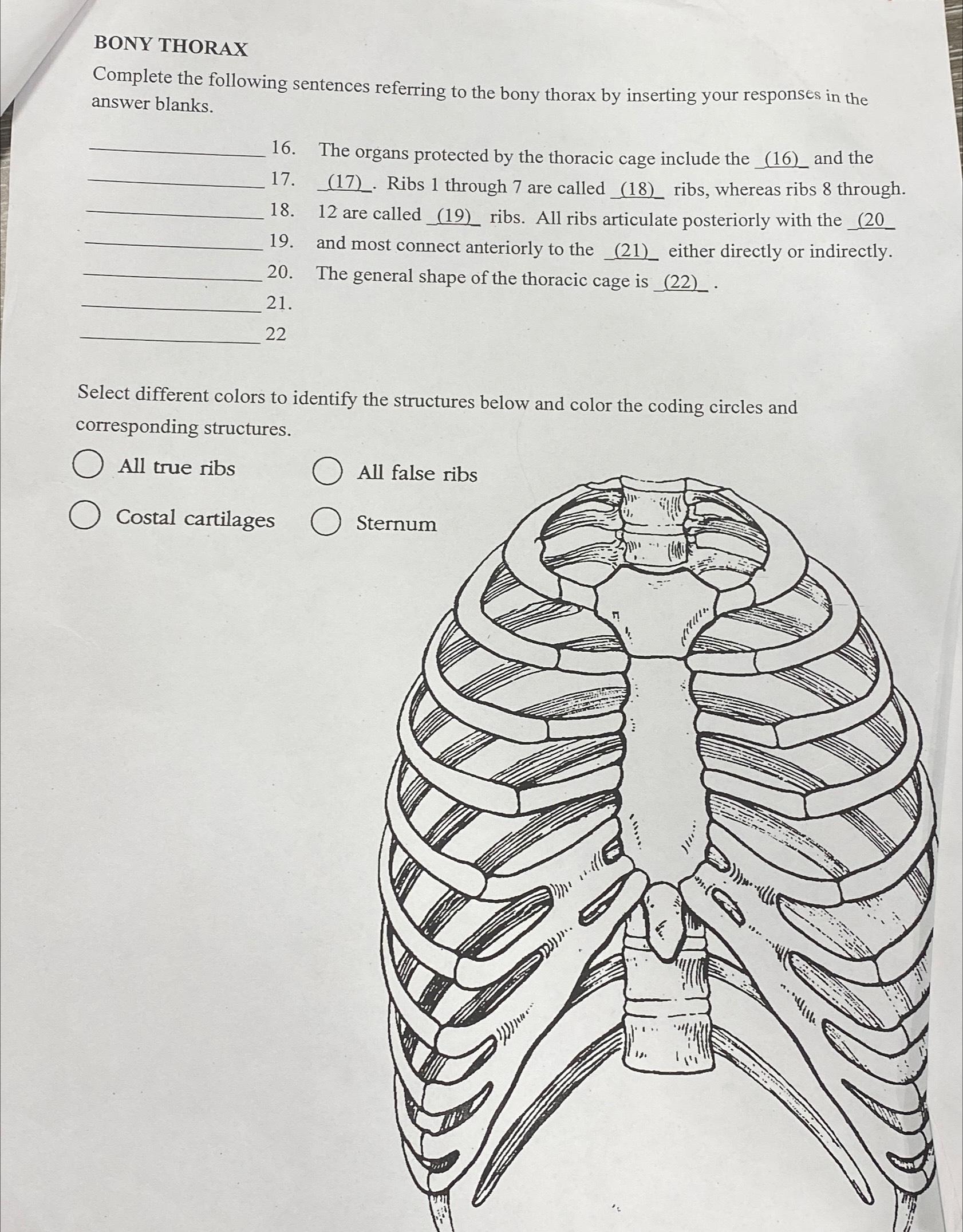 Solved Bony Thorax WorksheetBONY THORAXComplete the | Chegg.com