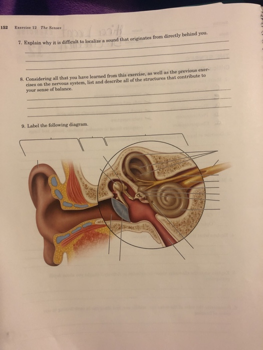 Solved 152 Exercise 12 The Senses . Explain why it is | Chegg.com