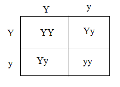 Solved: QUANTITATIVE Punnett Squares as Genetic Tools. The gene ...