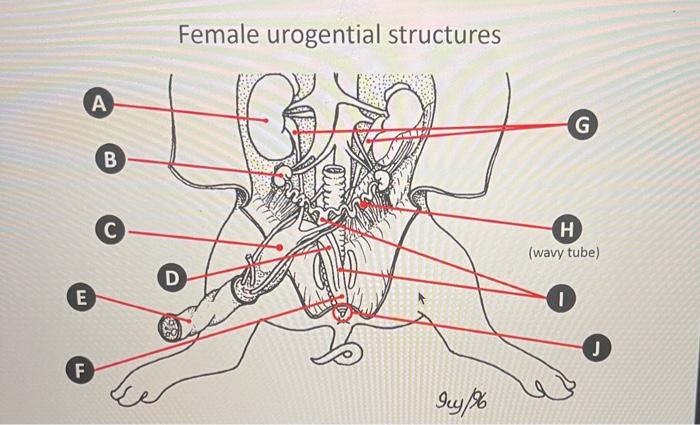 solved-label-the-urogenital-structures-on-the-diagrams-of-chegg