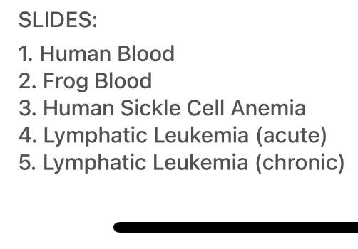 SLIDES: 1. Human Blood 2. Frog Blood 3. Human | Chegg.com