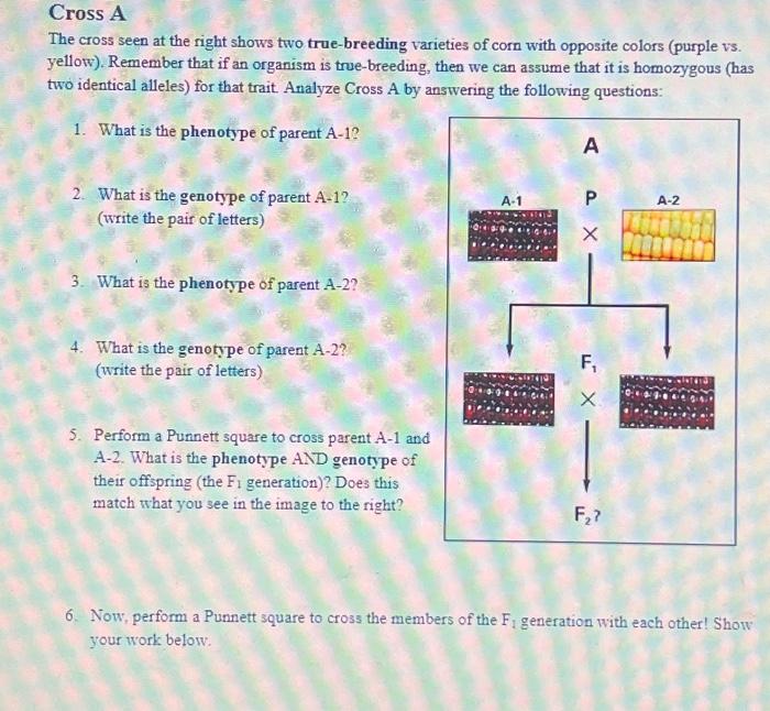 Solved The cross seen at the right shows two true-breeding | Chegg.com
