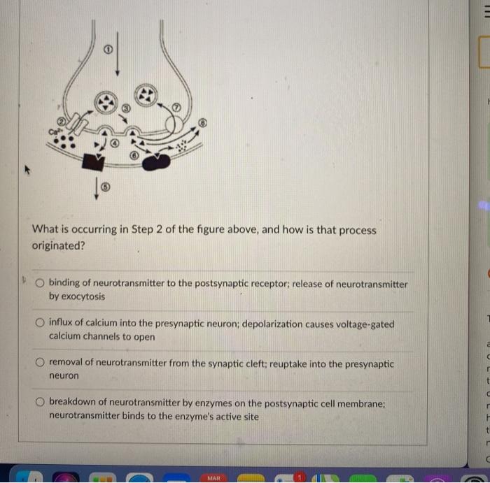 Solved E © What is occurring in Step 2 of the figure above, | Chegg.com
