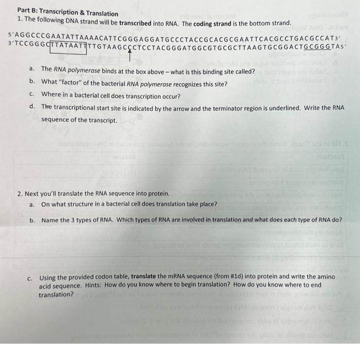 Solved 2. Next you'll translate the RNA sequence into | Chegg.com