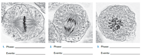 solved-identify-the-three-phases-of-mitosis-shown-in-the-follo