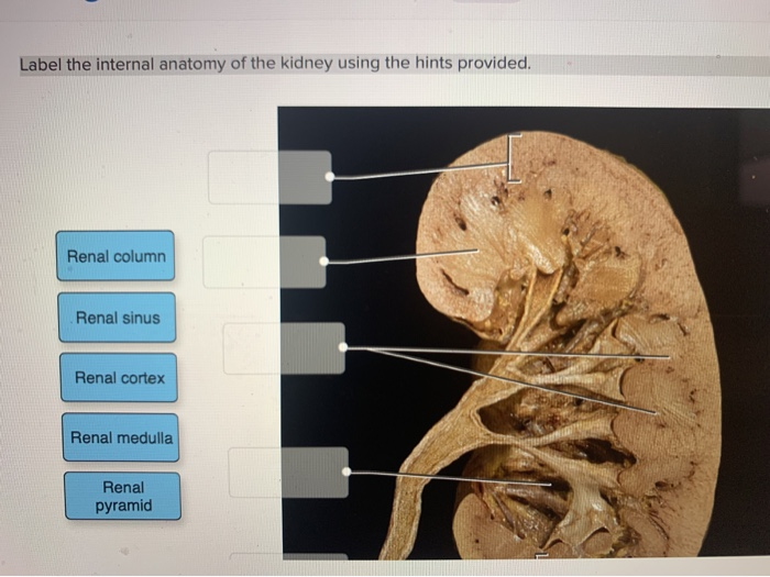 Internal Kidney Anatomy - Anatomy Drawing Diagram