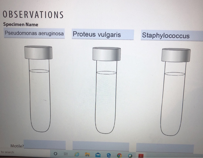 is proteus vulgaris motile