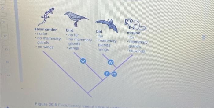 Figure 20.8 Evolutionary tree of several | Chegg.com