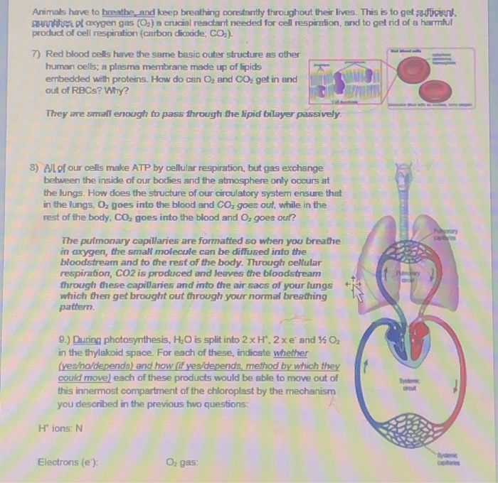 Breathing Patterns Explained 🫁💨 Respirations are not typically counted  accurately in the hospital setting. The joke is that people