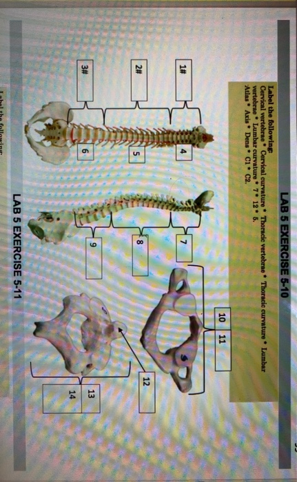 Solved LAB 5 EXERCISE 5-10 Label the following Cervical