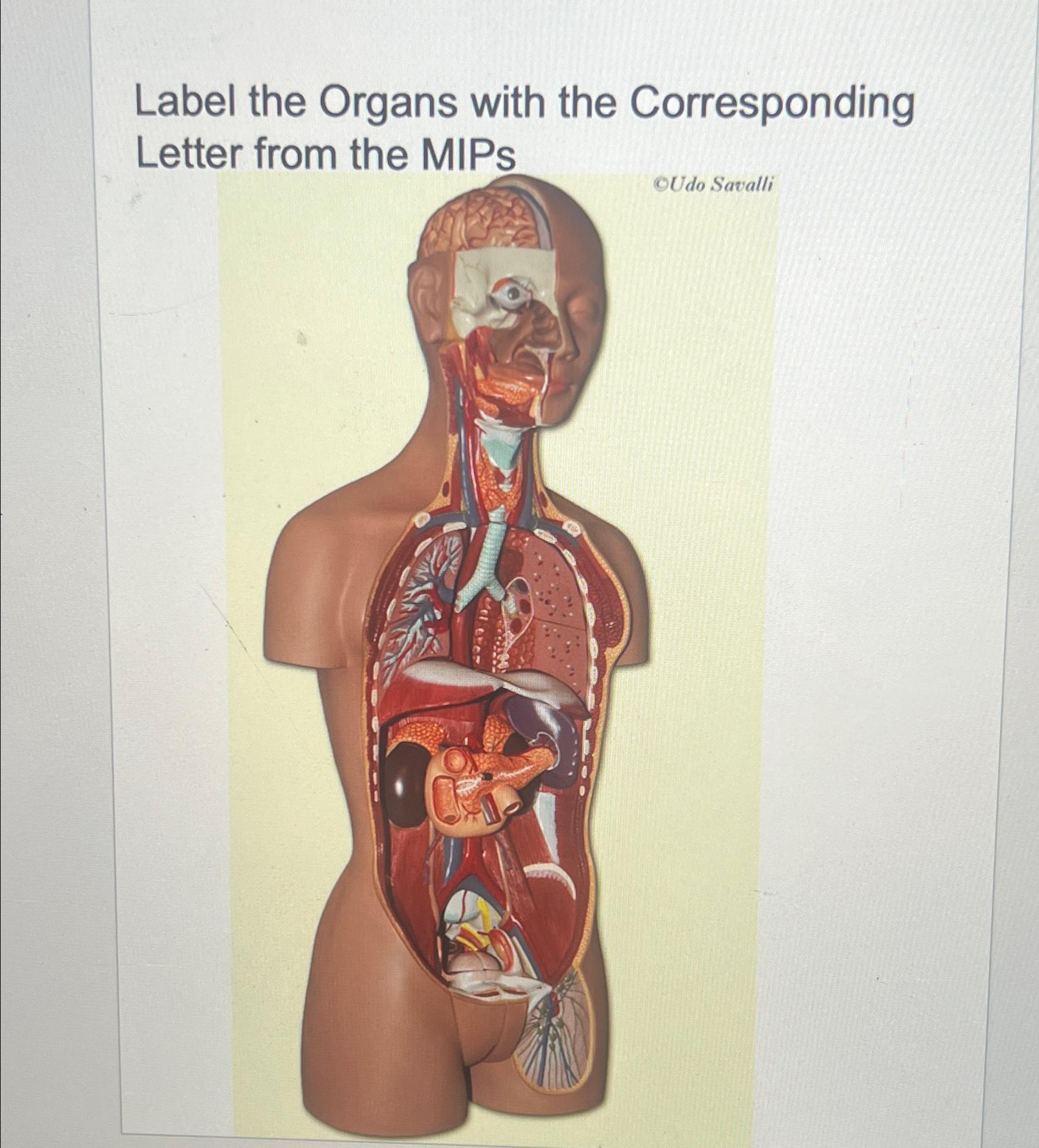 Lable the organs with the corresponding letter from | Chegg.com