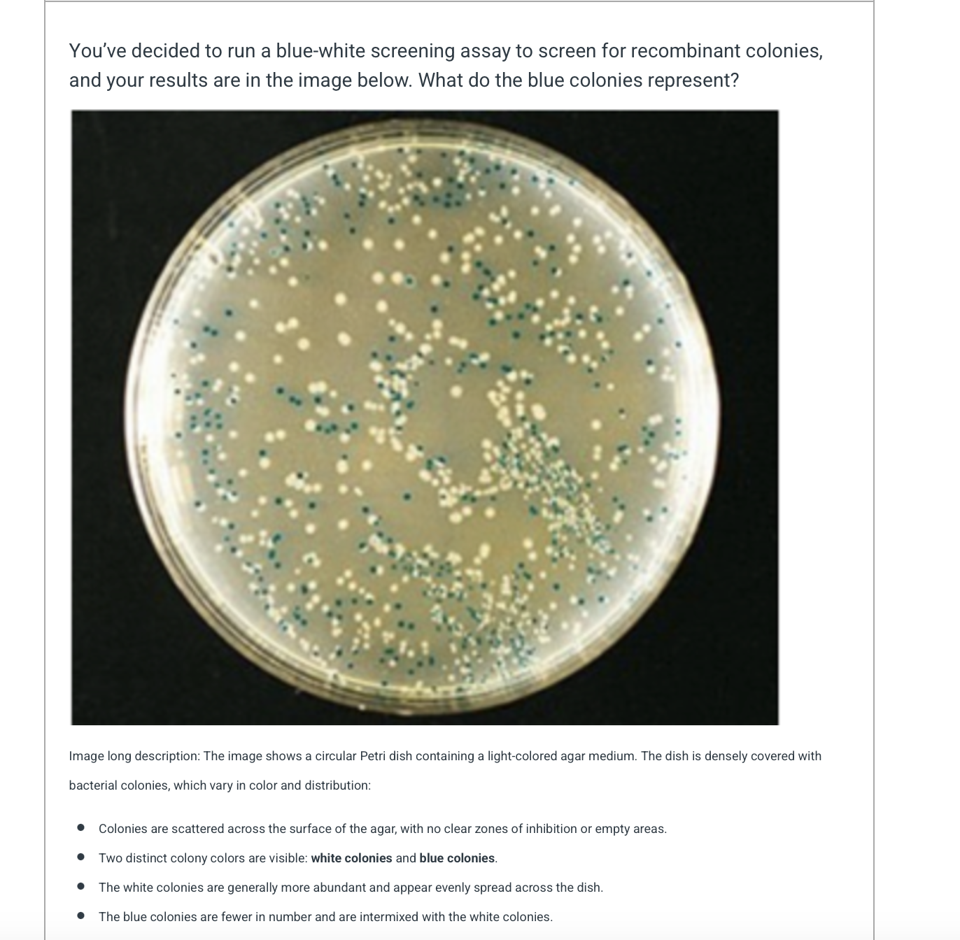 White Colonies Solved You've decided to run a blue-white screening assay | Chegg.com