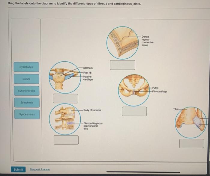 types of cartilaginous joints