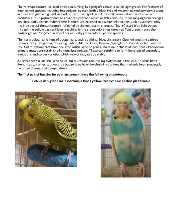 This is my lab report that is due soon for genetics. | Chegg.com