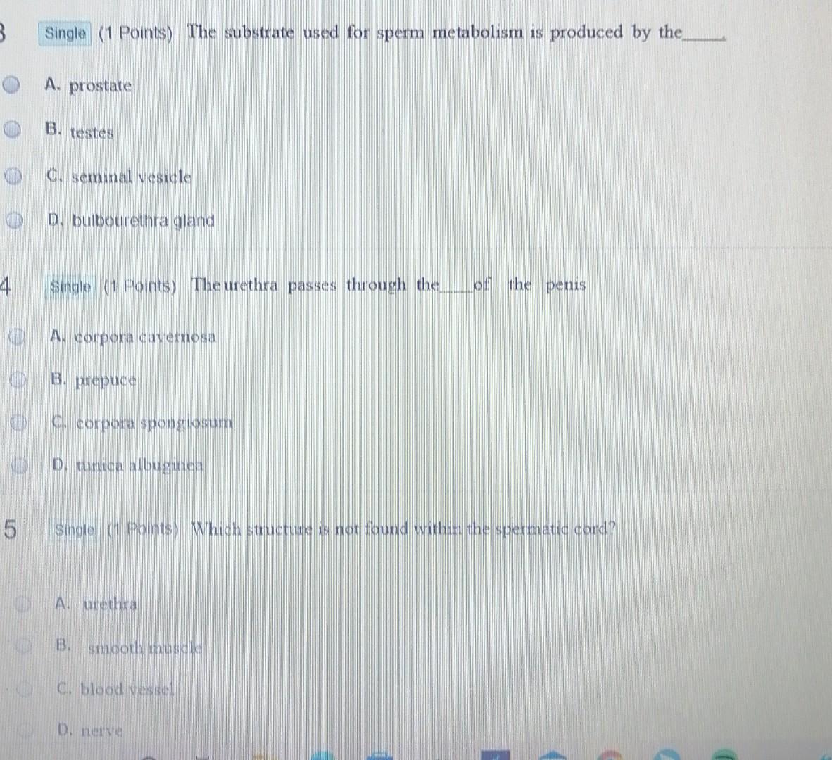 solved-single-1-points-the-end-of-the-vas-deferens-is-a-chegg