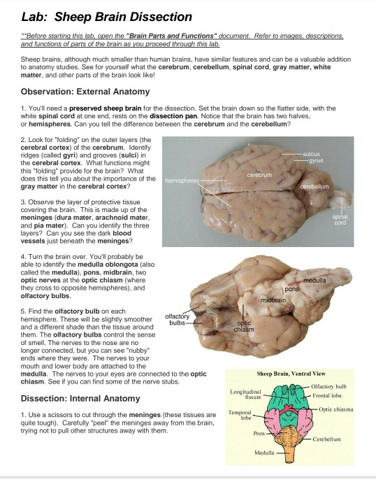 Solved Lab Sheep Brain Dissection Before Starting This Chegg Com